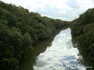 Mangrovovy prales